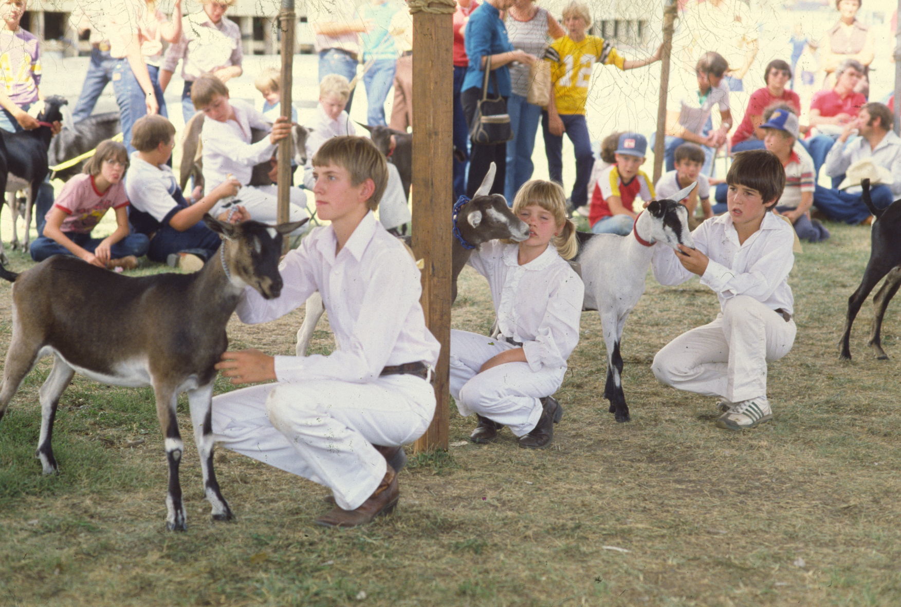Goat judging, 1980